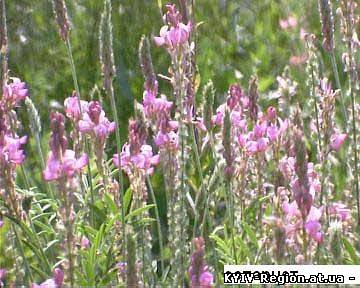 Продаю семена эспарцета и других медоносных растений.