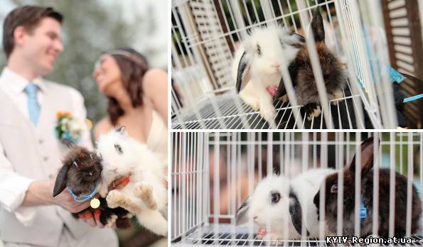 Фотосессия со свадебными кроликами